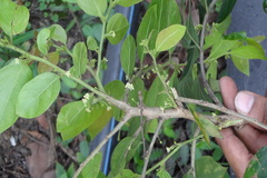 Glochidion velutinum